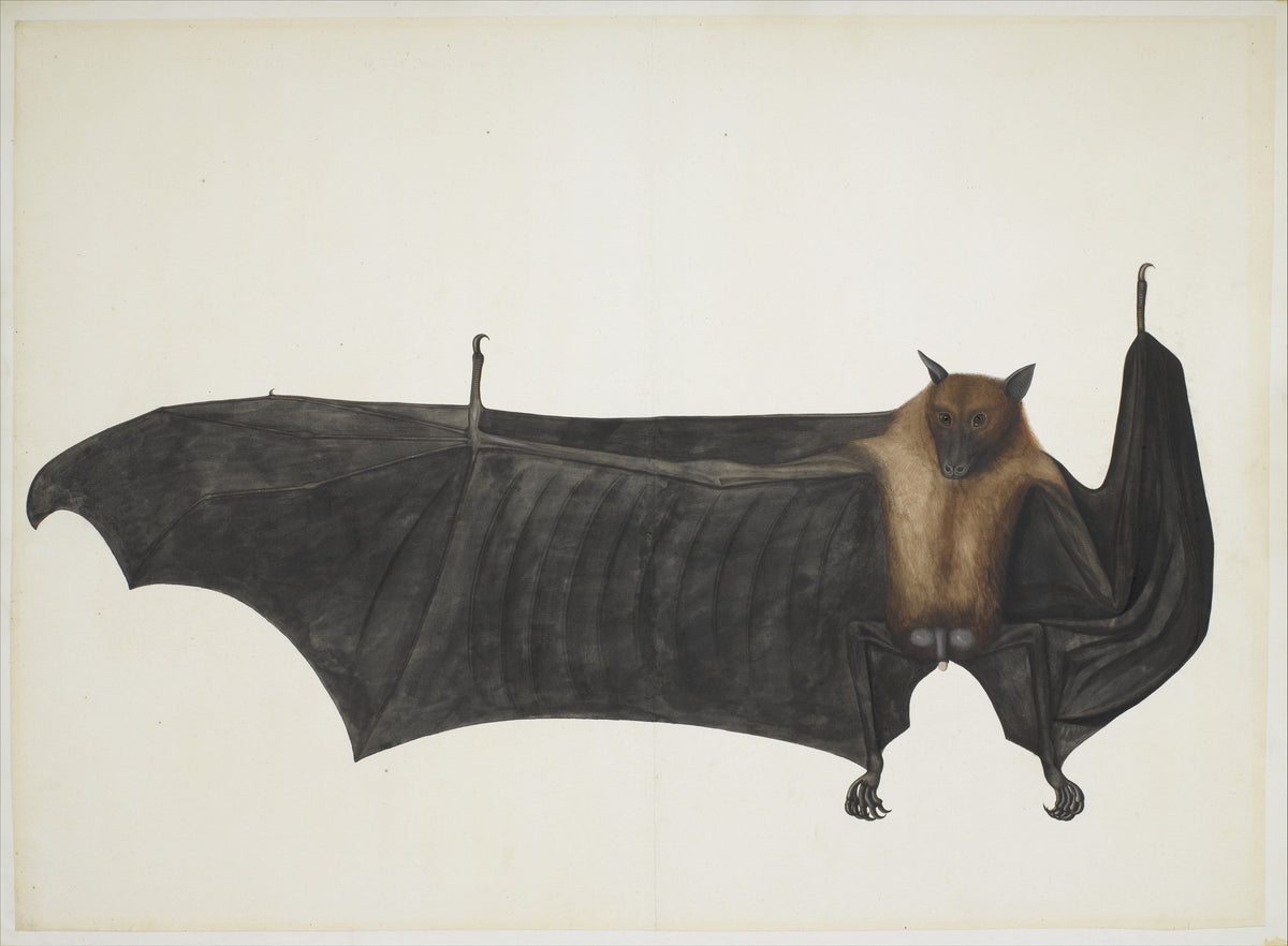 Bhawani Das, Great Indian Fruit Bat, c. 1780