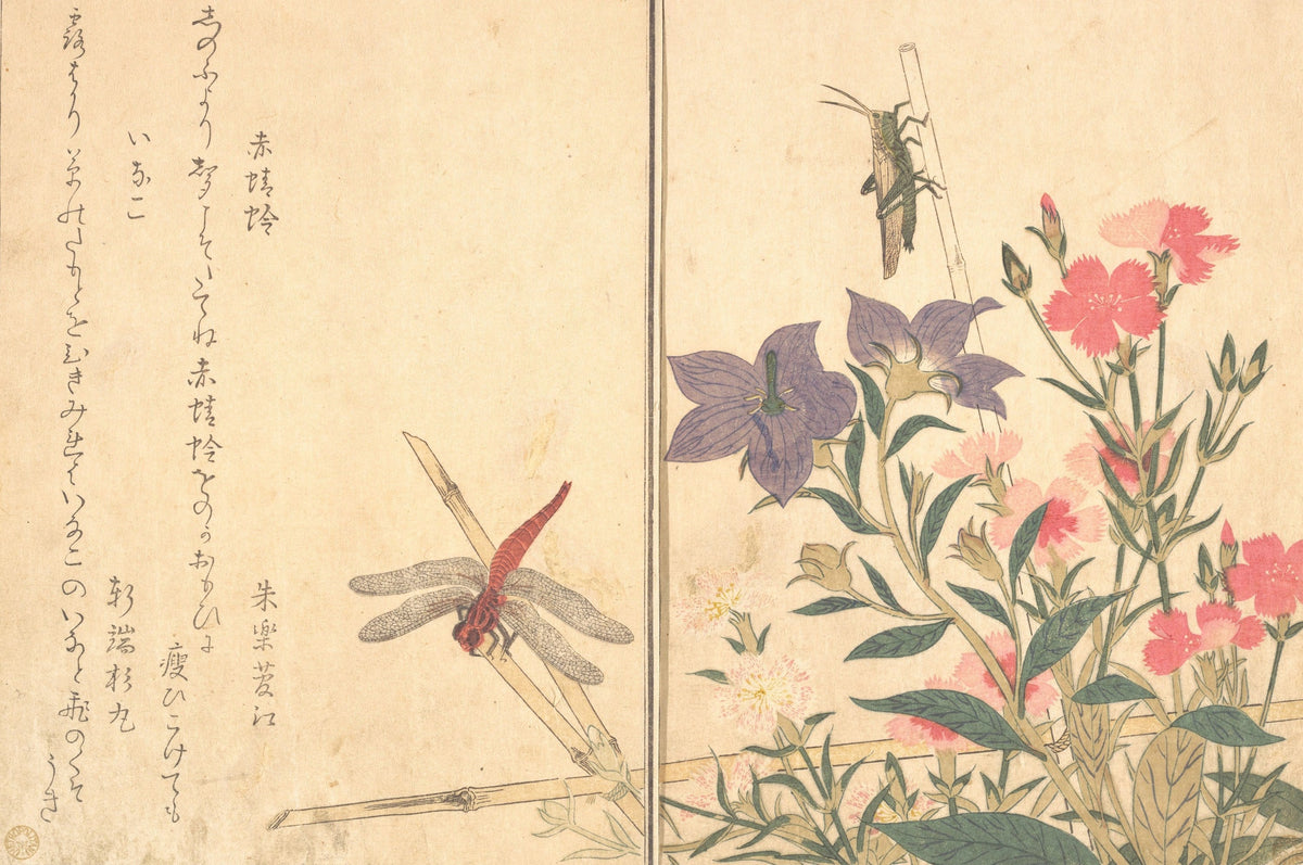 Kitagawa Utamaro, Red Dragonfly and Locust, 1788
