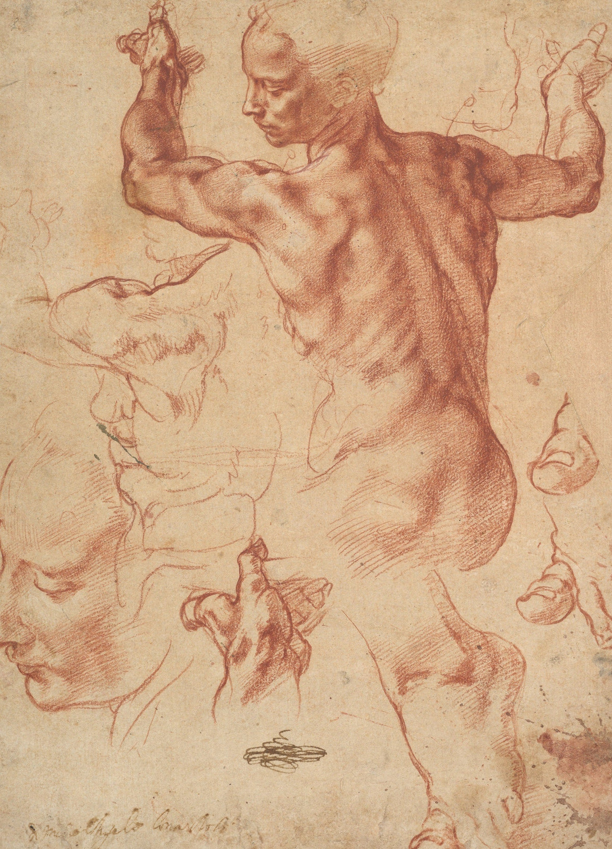 Michelangelo, Studies for the Libyan Sibyl, red chalk, about 1510-11