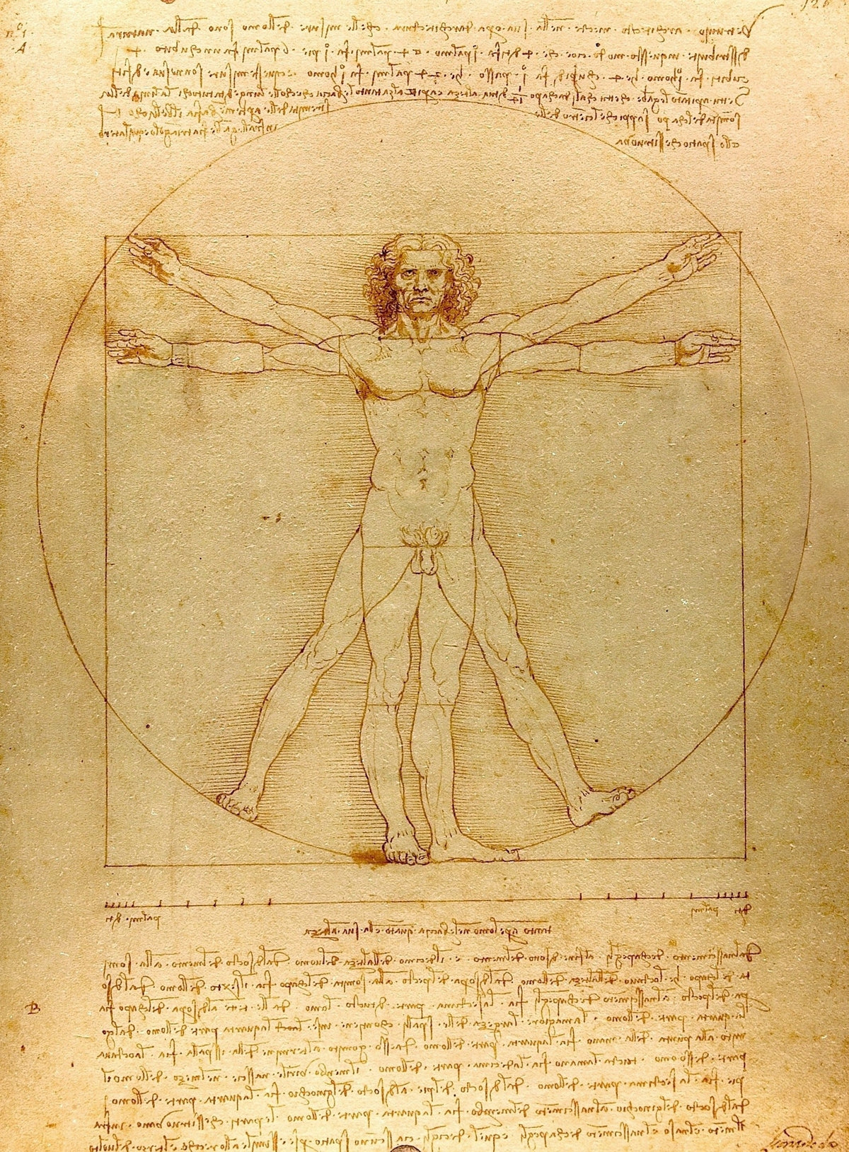 Vitruvian Man original artwork