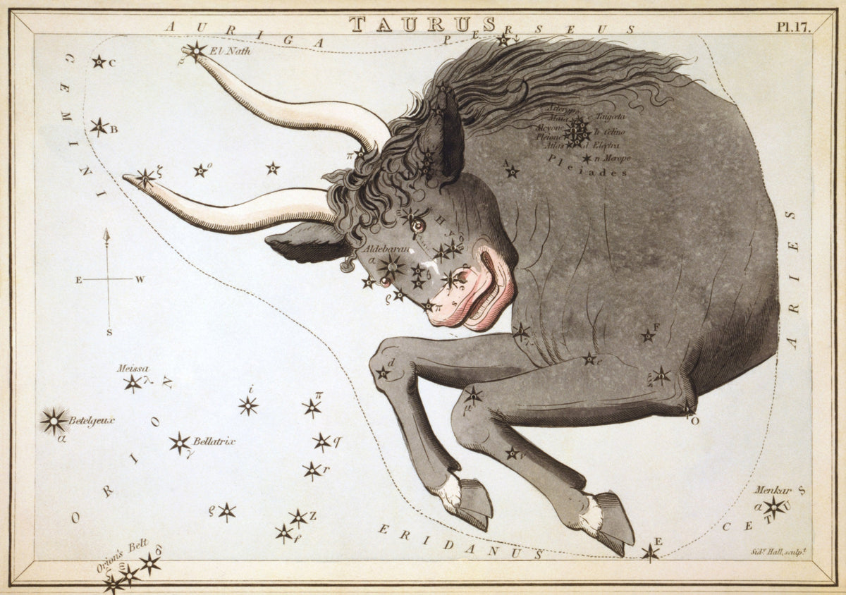 Taurus by Sidney Hall (original artwork)
